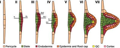 Lateral Root Primordium Morphogenesis in Angiosperms